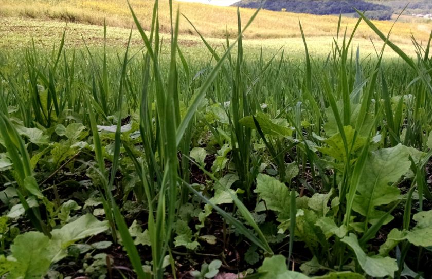 plant a food plot