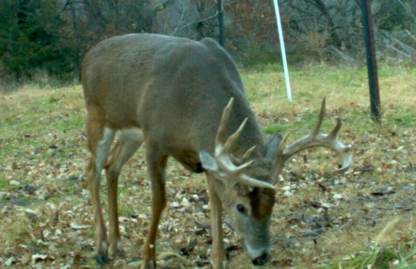 whitetail pre rut