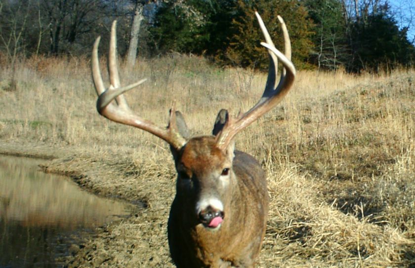 phases of the rut