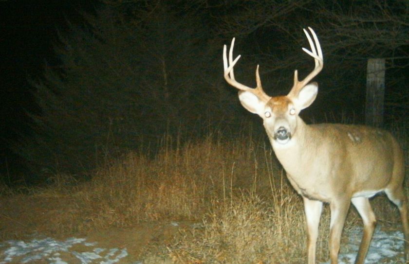 whitetail rut