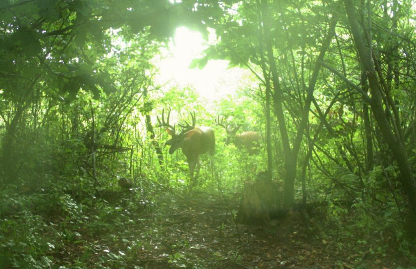 travel corridor treestand setups