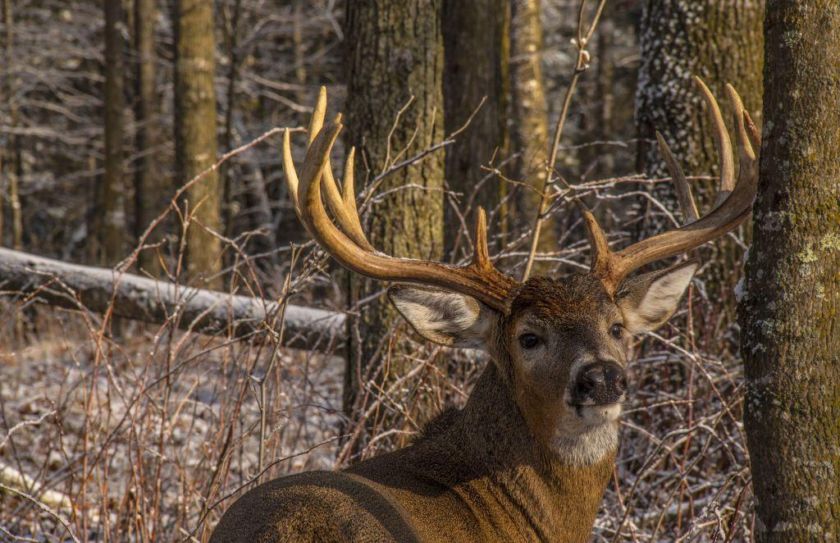 Snow Buck