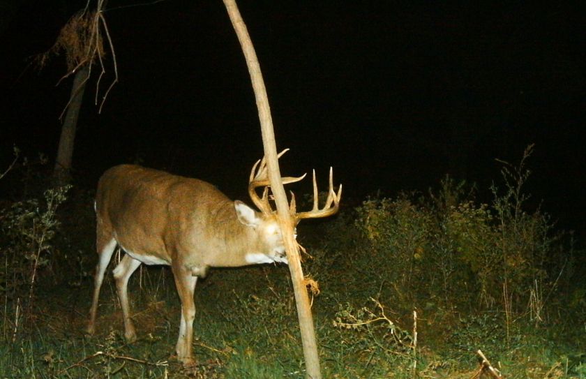 food plot