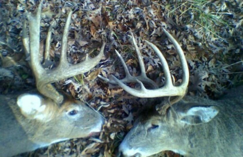 Aging Deer On The Hoof Chart