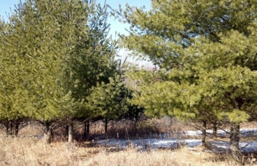 conifer plantings