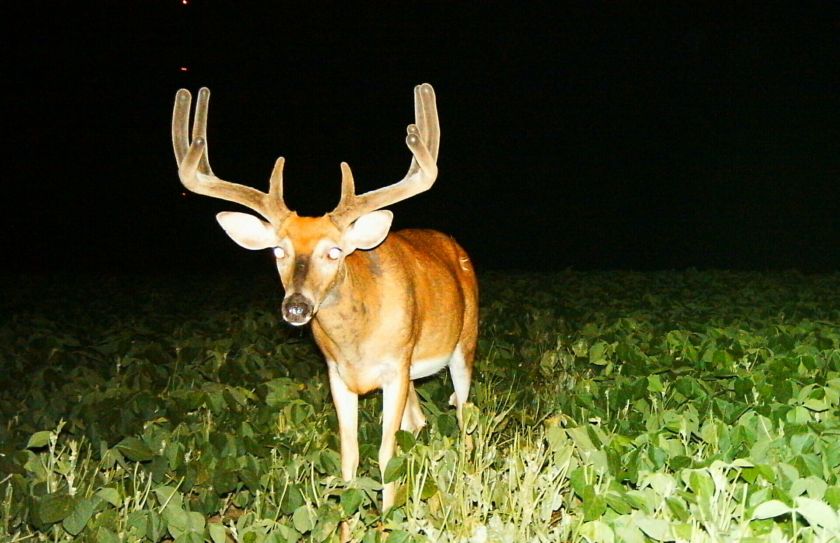 soybeans for deer