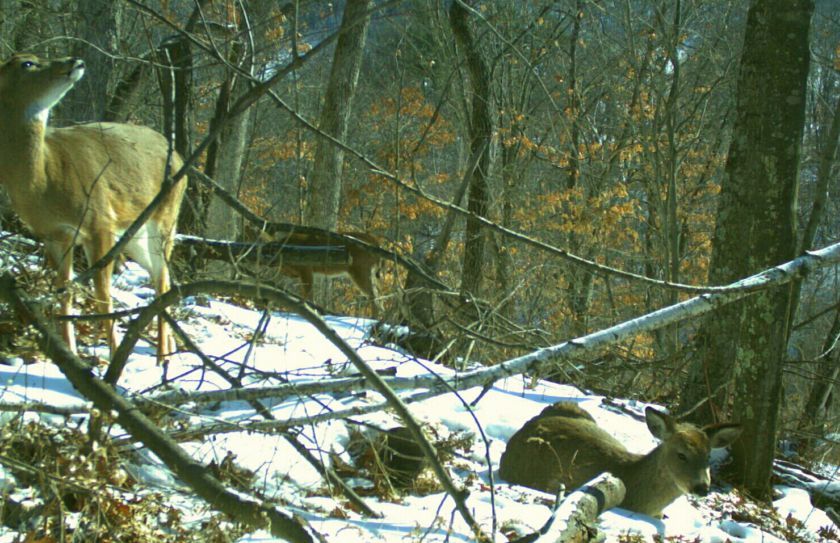 whitetail topography