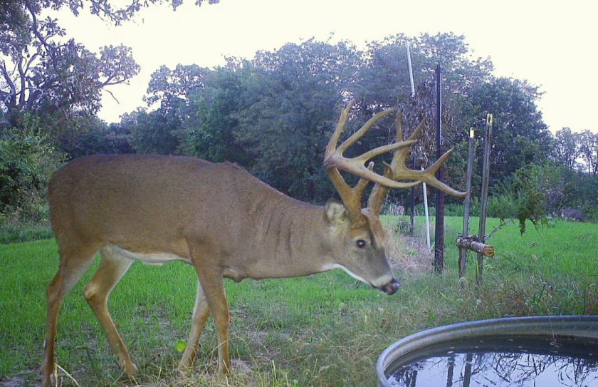 Water for deer 