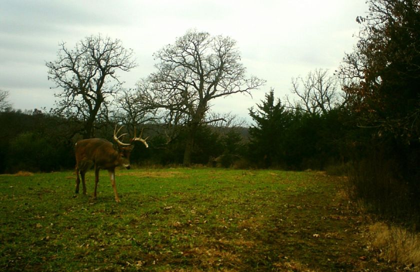 managing buck movements