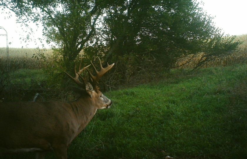 deer habitat improvement