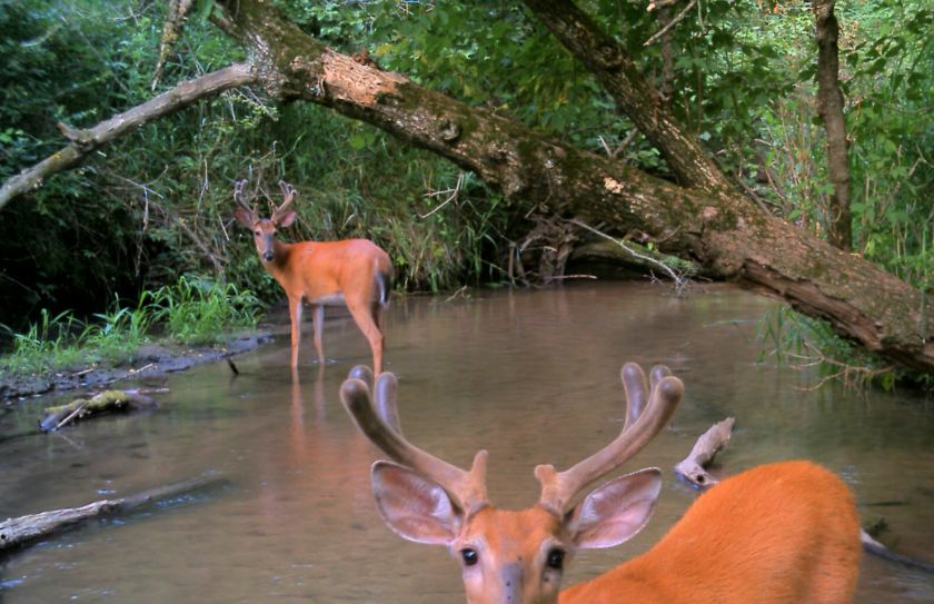 summer deer pressure