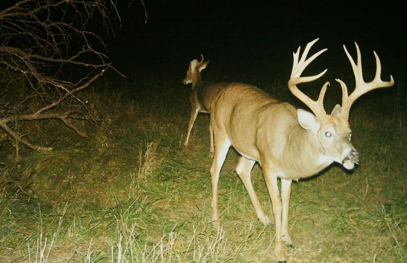 whitetail bedding staging area