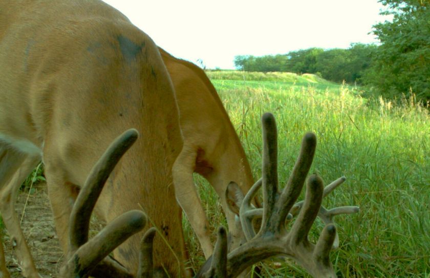 Summer whitetail strategy