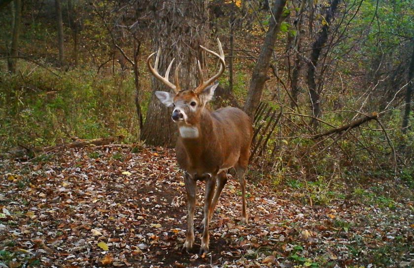 Mature Buck Travel