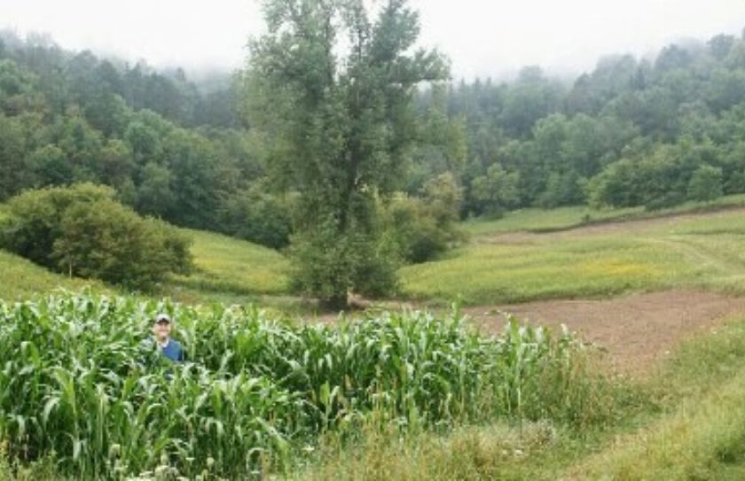 egyptian wheat plot screening