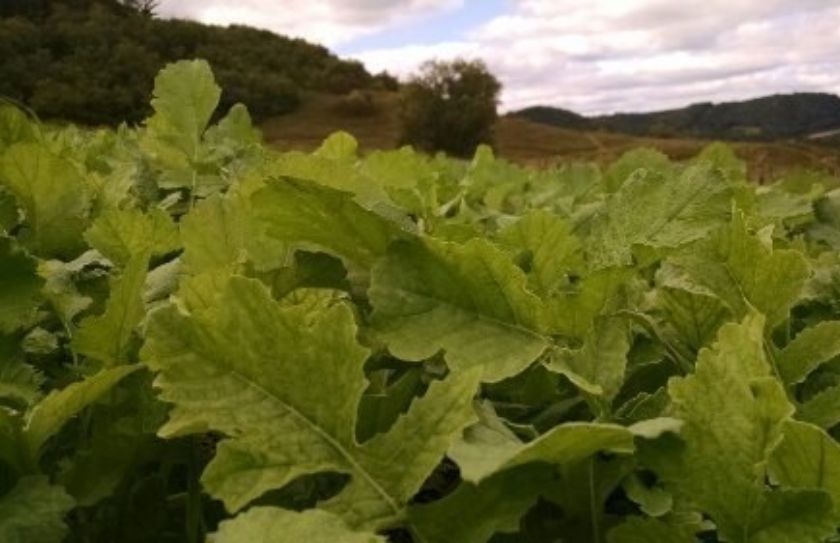 food plot blends