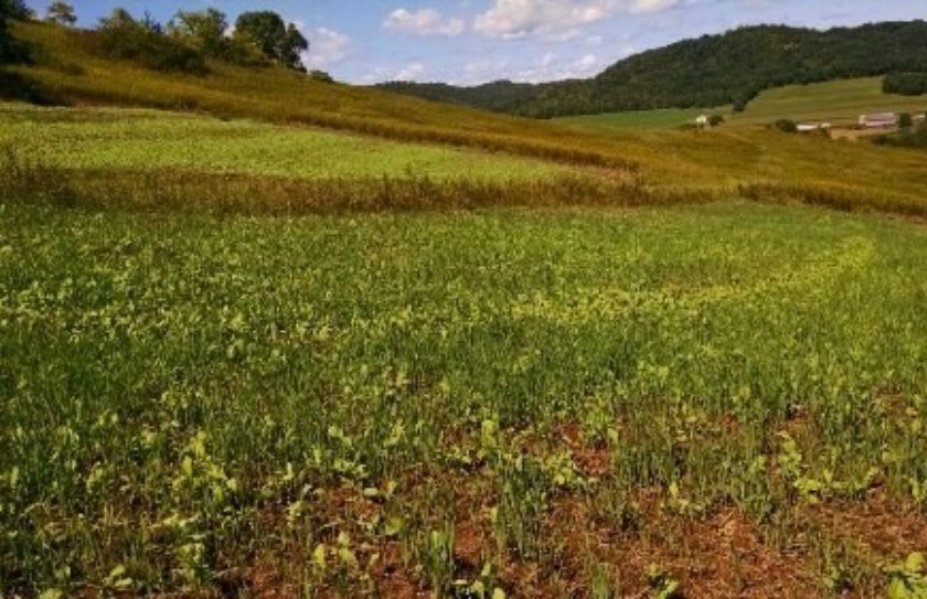 food plot mix