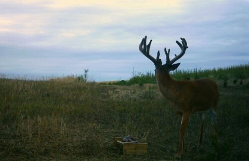 summer deer habitat