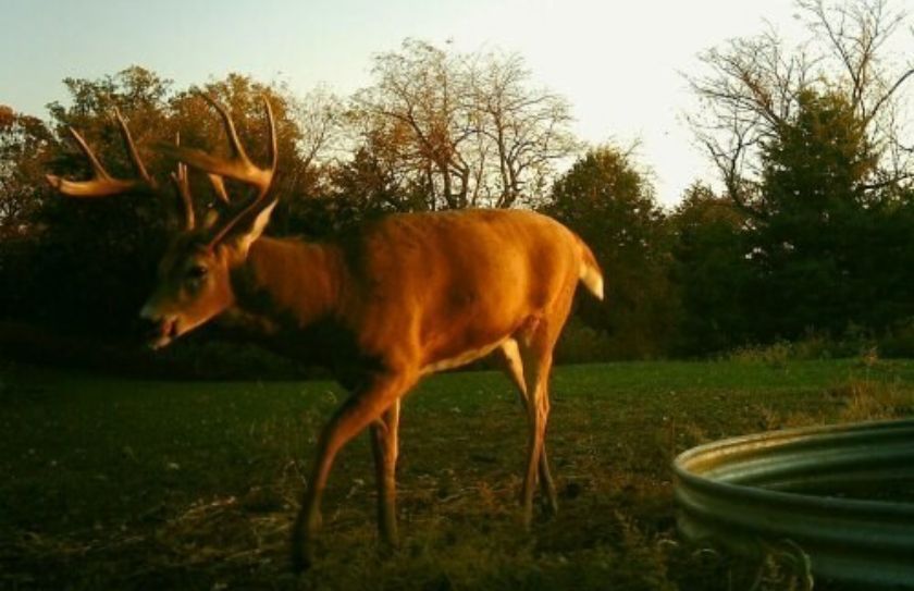 food plot tips