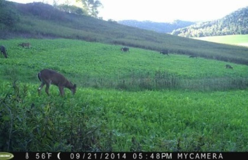 Deer Feeding Chart Florida