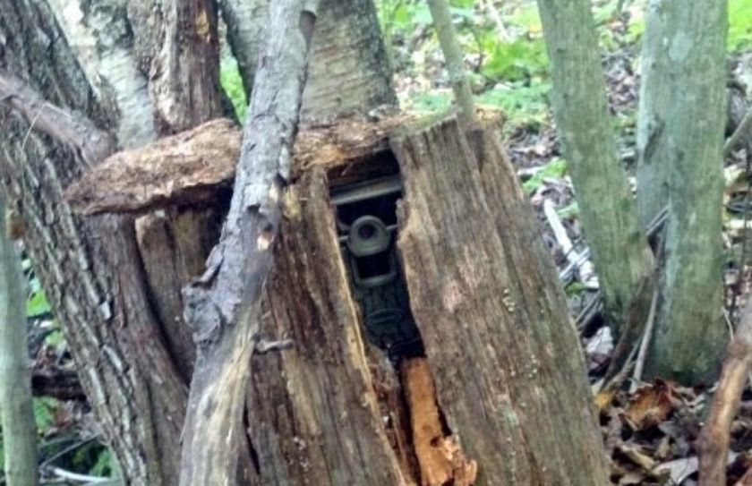 hide trail cams