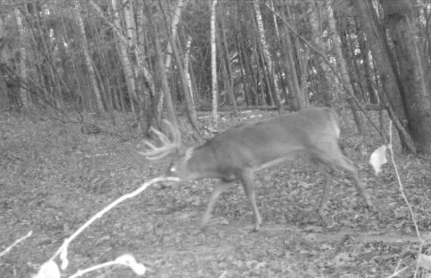 bow season bucks rain