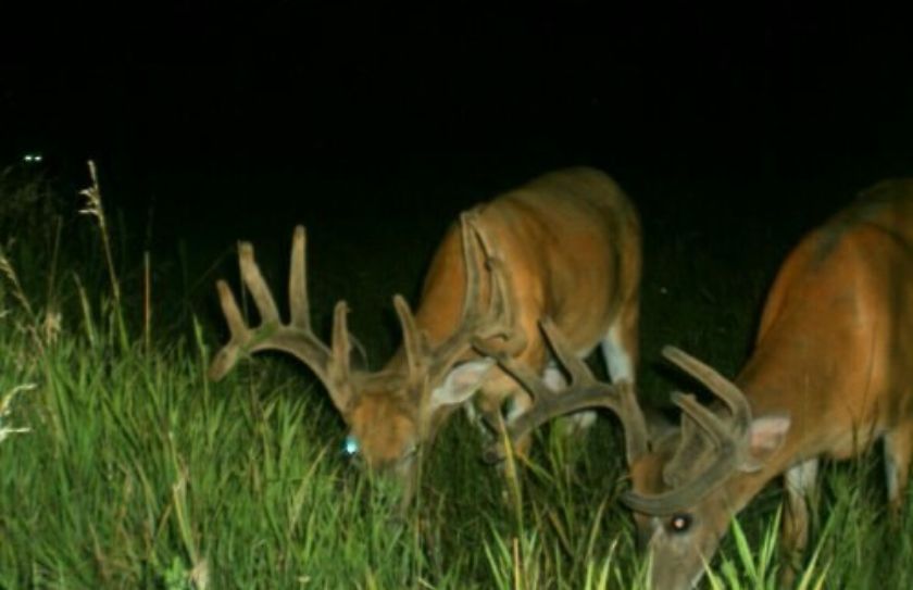 deer feeding time