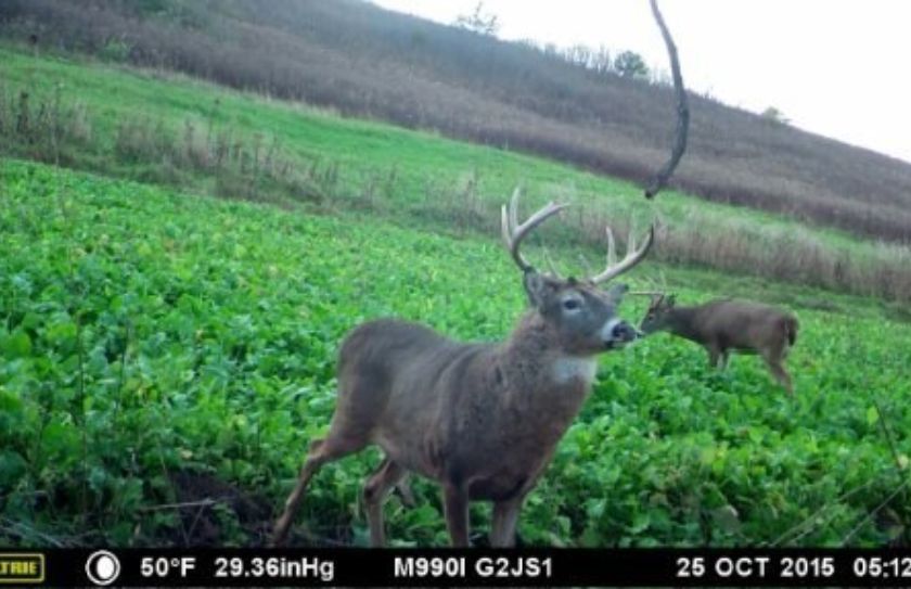 mature buck rut sit alert