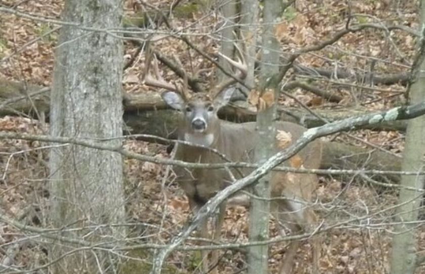 buck management