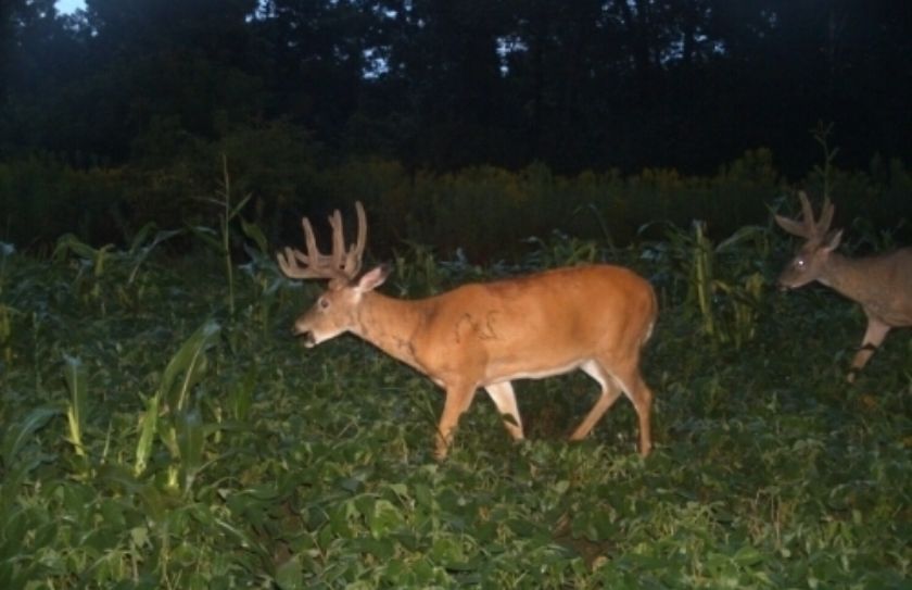 food plot attraction