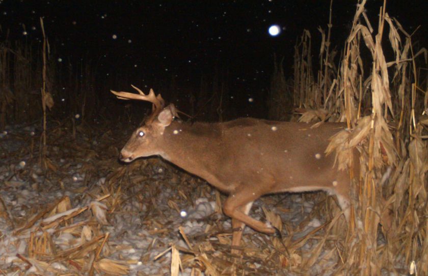 food plot direction