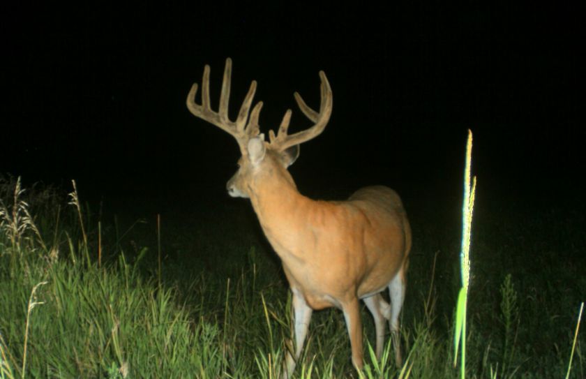 Spring Food Plot Plantings