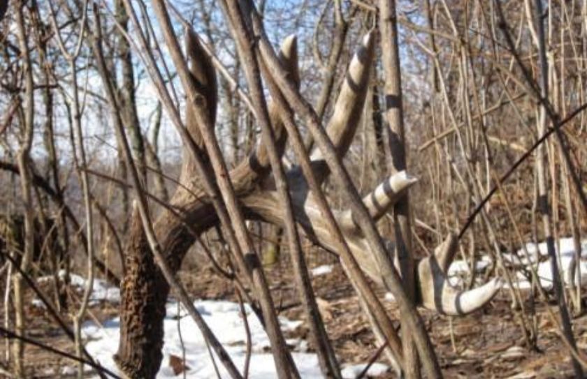 whitetail shed hunting