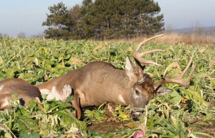 food plot location strategies