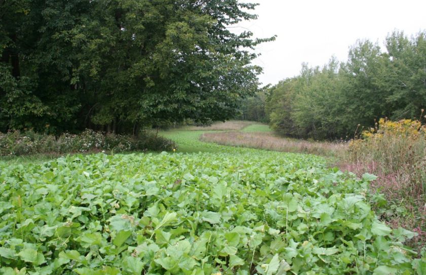 no till food plot