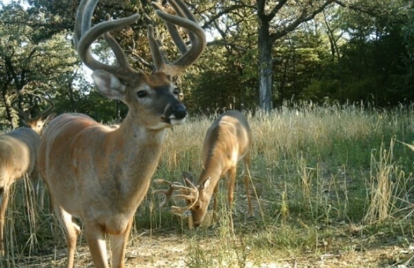 building a quality deer herd