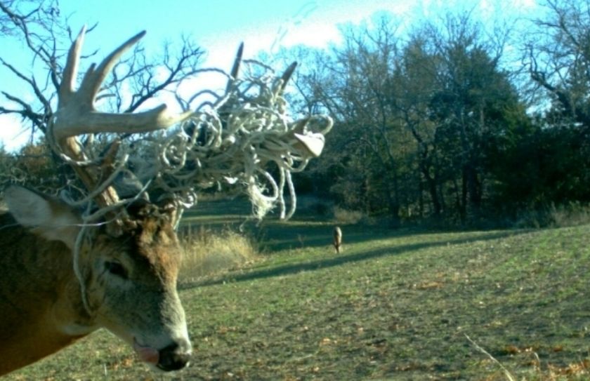 hunting food plots