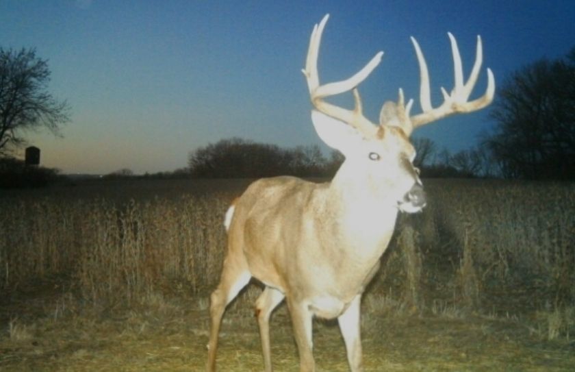 core mature buck hunting strategies