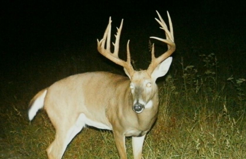 whitetail rut