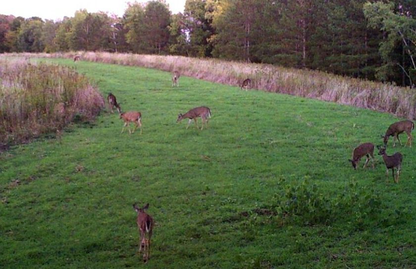 doe hunting herd success