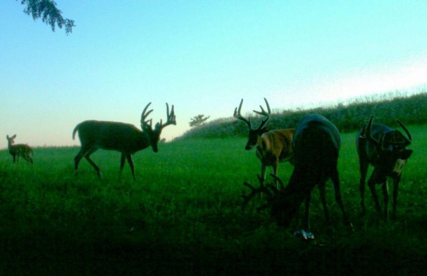 buck herd habitat