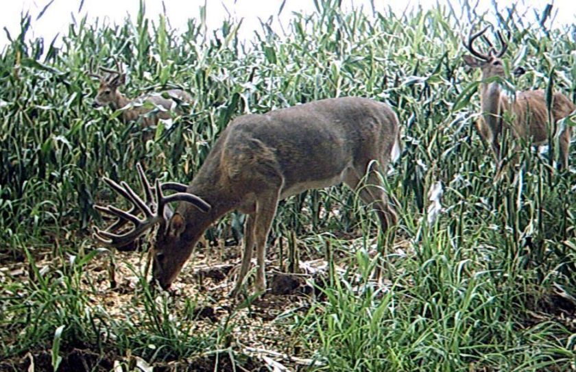 deer movement patterns