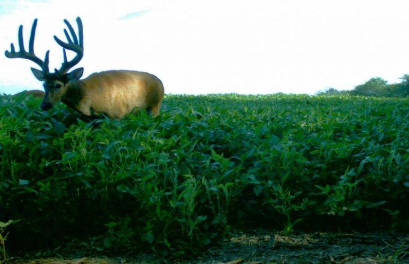 summer deer scouting