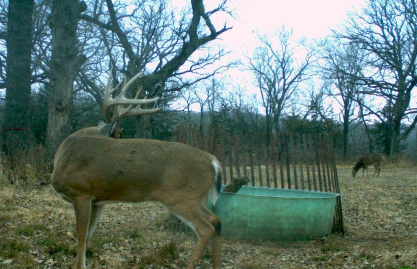 daytime buck travel