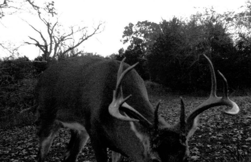 buck hunting tactics