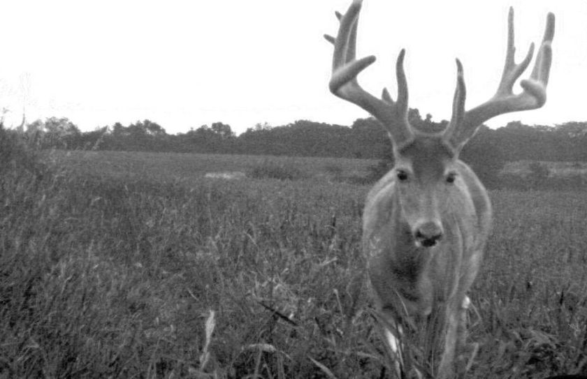 scout for mature bucks
