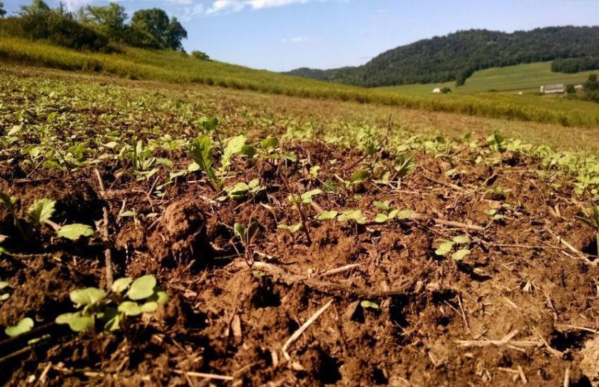 recover from food plot failures