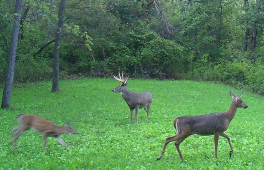 Deer Feeding Chart 2018