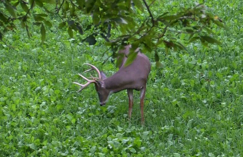 never hunt food plot