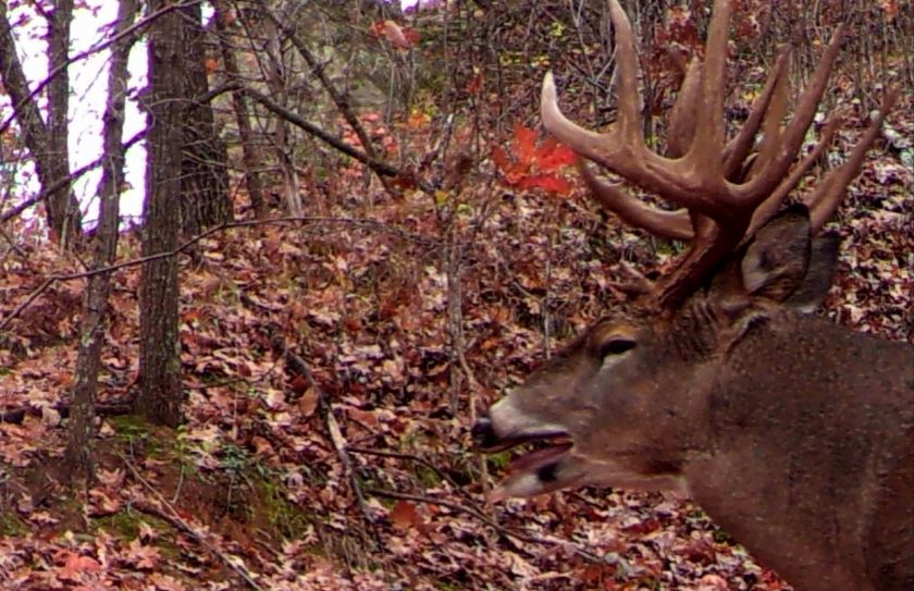 whitetail rut lock down